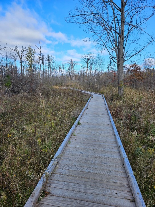 Belle isle flatwoods view of a wooden trail path credit FDR.jpg